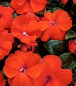 INFINITY ORANGE NEW GUINEA IMPATIENS