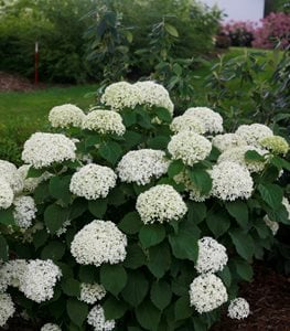 Image of Hydrangea bush with white flowers