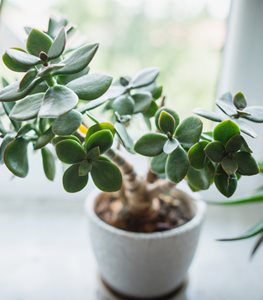 JADE PLANT