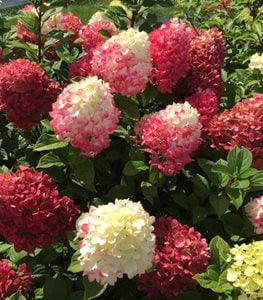 LITTLE LIME PUNCH HYDRANGEA