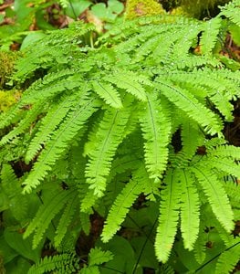 MAIDENHAIR FERN