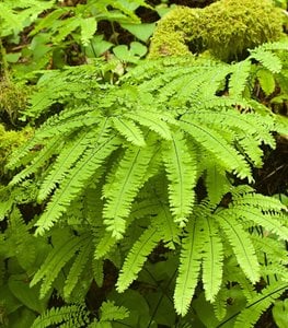 Maidenhair fern