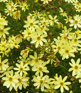 Moonbeam coreopsis
