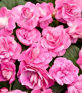 ROCKAPULCO ROSE DOUBLE IMPATIENS