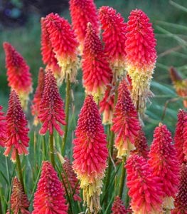 PYROMANIA ROCKETS RED GLARE KNIPHOFIA