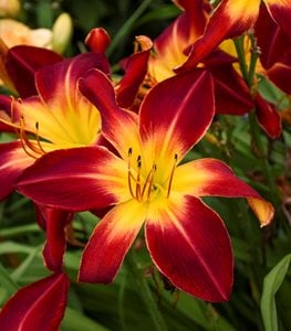 RAINBOW RHYTHM 'RUBY SPIDER' DAYLILY