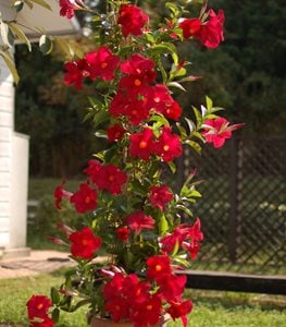 SUNDENIA RED DIPLADENIA