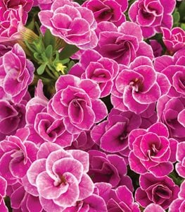 SUPERBELLS® DOUBLETTE LOVE SWEPT™