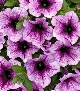 SUPERTUNIA BLACK CHERRY