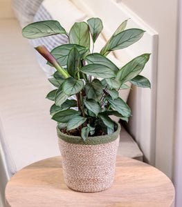 SWEET DREAMS GREY STAR NEVER NEVER PLANT