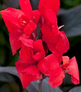 TOUCAN SCARLET CANNA