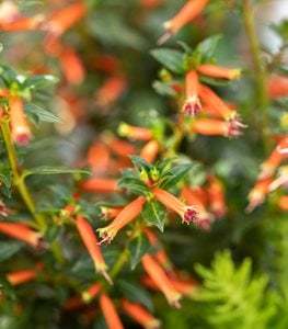 VERMILLIONAIRE LARGE FIRECRACKER PLANT