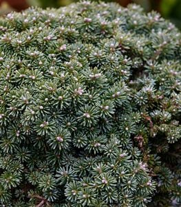 'Blauer Eskimo' Korean Fir