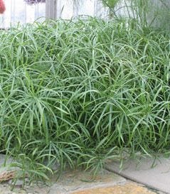 GRACEFUL GRASSES® KING TUT® Egyptian papyrus grass