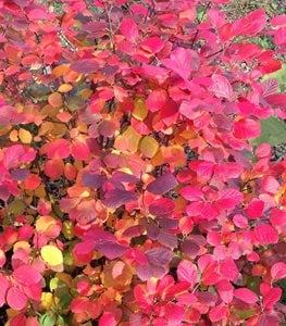 Legend of the Fall® fothergilla