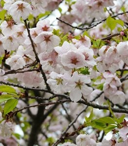 'Akebono' Yoshino cherry tree