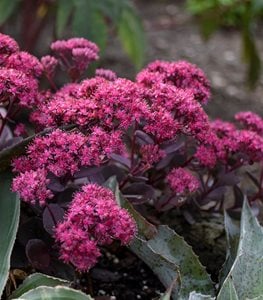 STONECROP - SEDUM