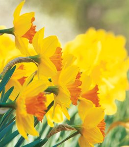 Narcissus 'Pimpernel' daffodil