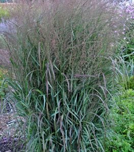 PRAIRIE WINDS® 'APACHE ROSE' SWITCHGRASS