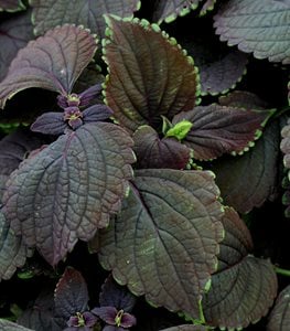 'BLACK PRINCE' COLEUS