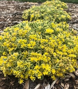 Rock 'N Low® 'Boogie Woogie' sedum stonecrop
