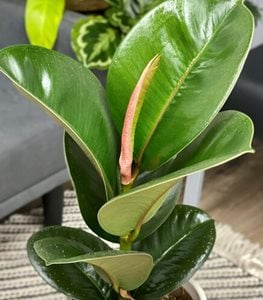 CHROMA® CHLOE RUBBER PLANT