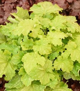 Dressed Up® 'Ball Gown' Coral Bells