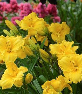 YELLOW DAYLILY