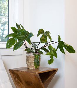 FLORIDA GREEN PHILODENDRON