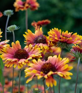 Indian blanket flower
