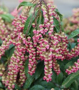 Interstella® Lily of the Valley shrub