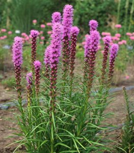 Kolbold blazing star, liatris, gayfeather
