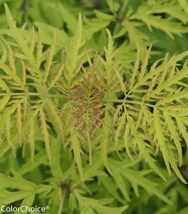 Lemony Lace® Elderberry