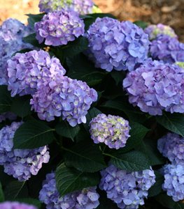 LET'S DANCE BLUE JANGLES® HYDRANGEA