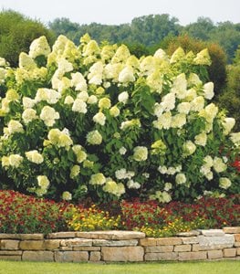 LIMELIGHT hydrangea in garden bed