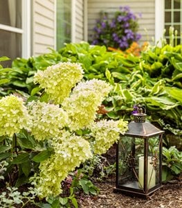 Limelight hydrangea in border