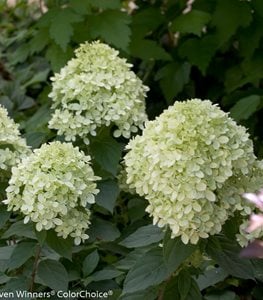 LITTLE LIME HYDRANGEA