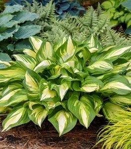 Shadowland® 'Miss America' hosta
