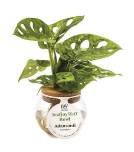 Mysteria® Adansonii Swiss Cheese plant