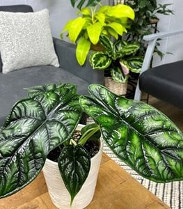 MYTHIC DRAGON SCALE ALOCASIA