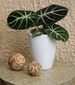 MYTHIC™ NINJA ALOCASIA