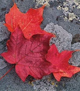 Acer saccharum - Photo by: Rob Cardillo.