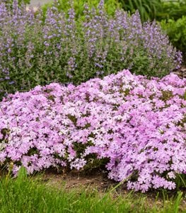 SPRING BLING™ 'PINK SPARKLES' PHLOX