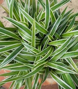 VARIEGATED SPIDER PLANT