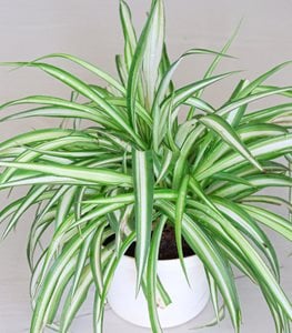 VARIEGATED SPIDER PLANT