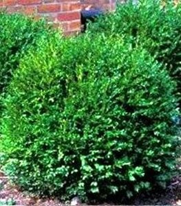 ‘GREEN GEM’ BOXWOOD