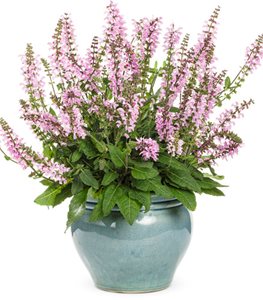 Color Spires® 'Pink Dawn' salvia