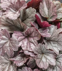 Dolce® 'Silver Gumdrop' coral bells