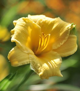 'Stella de Oro' daylily