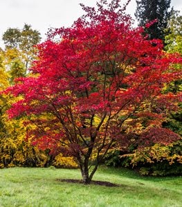 Acer palmatum, Japanese Maple